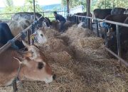 Jawabi Keluhan Peternak dan Pengusaha, Disnak NTT Gandeng Tim Independen Kaji Ulang Perijinan