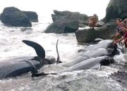 Puluhan Ekor Paus Mati Terdampar di Pantai Alor-NTT