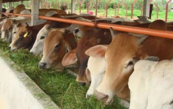 Praktik “Ilegal” Ijin Rekomendasi Pengiriman Sapi di Pulau Timor, Dikeluhkan Pengusaha Lokal