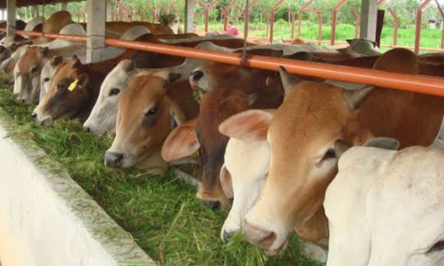 Praktik “Ilegal” Ijin Rekomendasi Pengiriman Sapi di Pulau Timor, Dikeluhkan Pengusaha Lokal