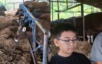 Jelang Idul Adha, Permintaan Sapi Kurban Meningkat, HP2SK Kirim 6 Ribu Ekor Sapi Antar Pulau dan Provinsi