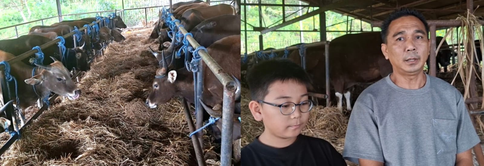 Jelang Idul Adha, Permintaan Sapi Kurban Meningkat, HP2SK Kirim 6 Ribu Ekor Sapi Antar Pulau dan Provinsi